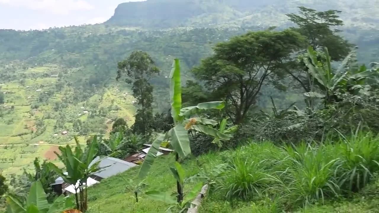 Water running down through the terraced smallholdings and banana palms of the valley at Bududa, eastern Uganda.