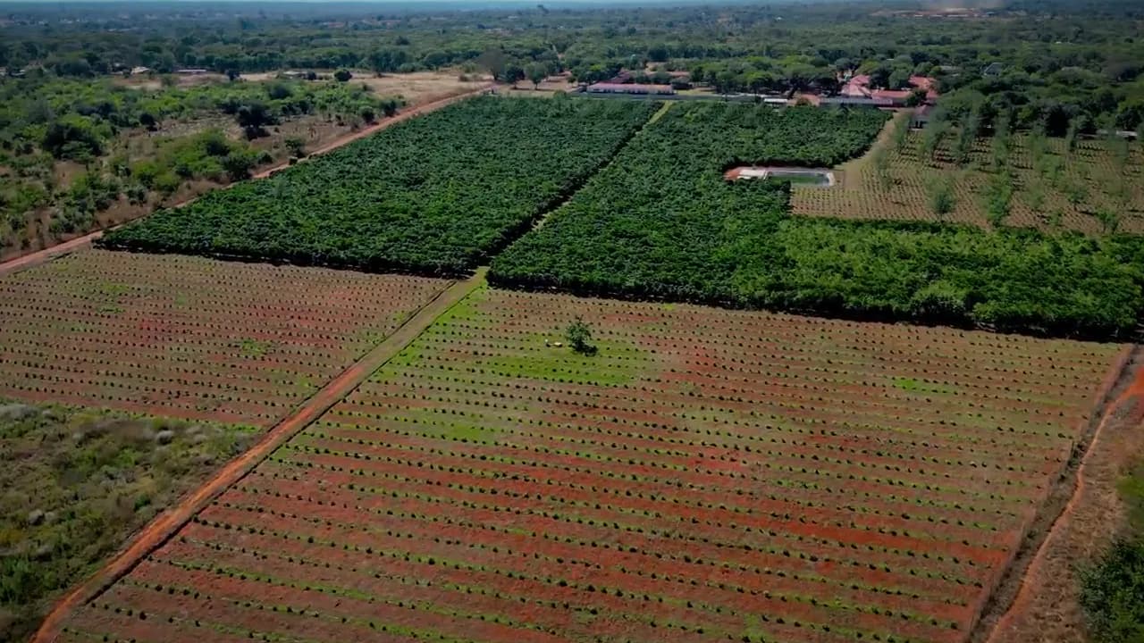 An aerial pass over the planted rows at Living Hope Coffee Farm in Zambia, with pickers walking between them.