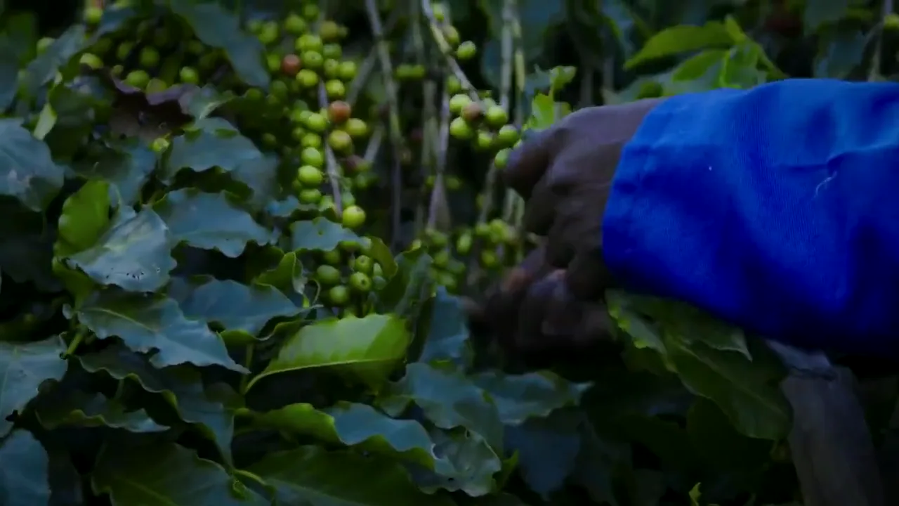 A picker's hand working along a branch of ripening coffee cherries on the farm in Zambia.