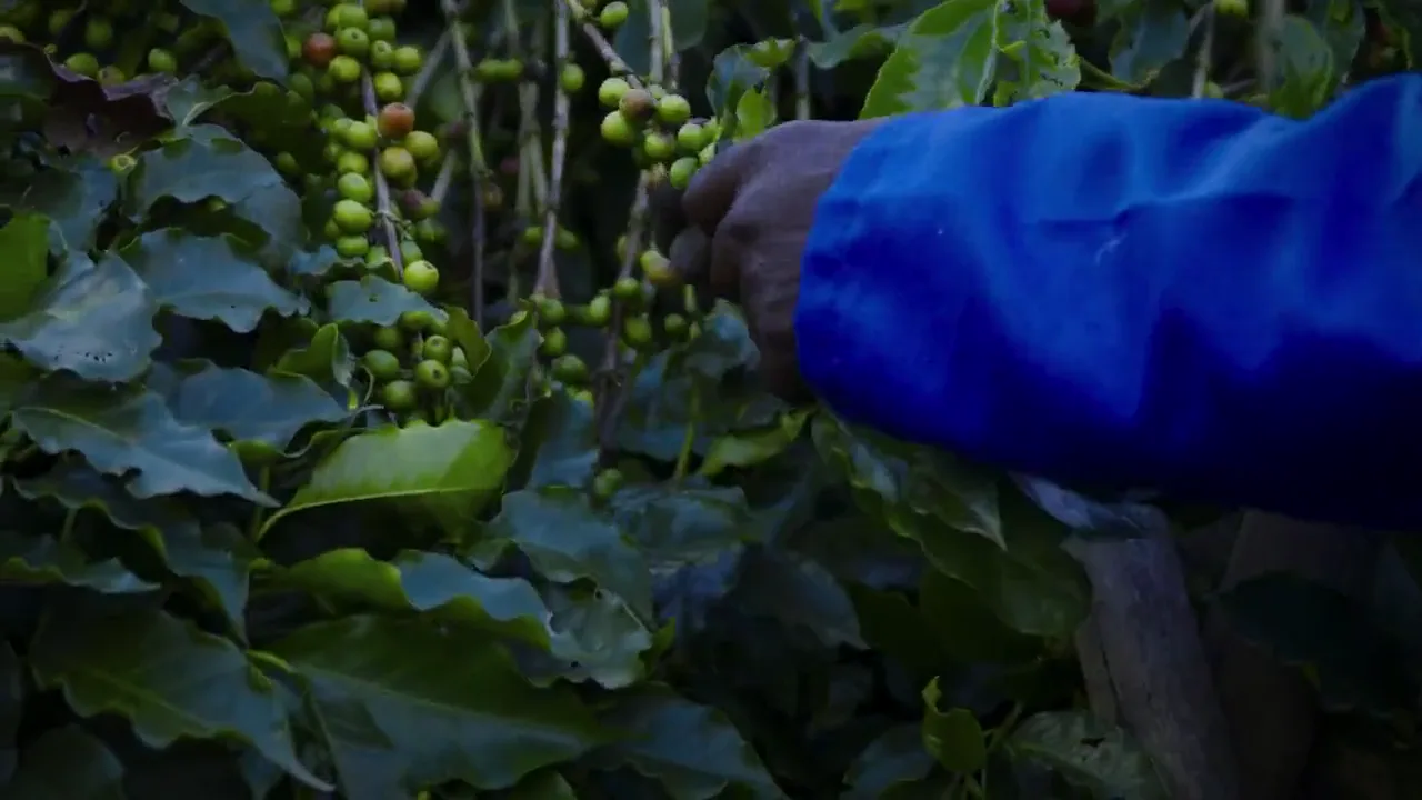A picker's hand working along a branch of coffee cherries in Zambia.
